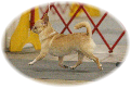 GCH CH Joy-Jac's Diamond Joe "Joey"