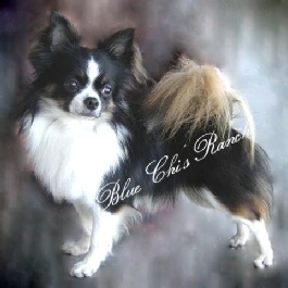 Ch Juli's Prince Charles