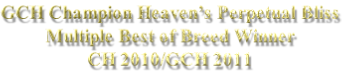 GCH Champion Heaven’s Perpetual Bliss Multiple Best of Breed Winner CH 2010/GCH 2011