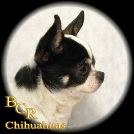Blue Chi's Bear With Me "Merlot"