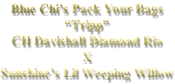 Blue Chi’s Pack Your Bags “Tripp” CH Davishall Diamond Rio X Sunshine’s Lil Weeping Willow