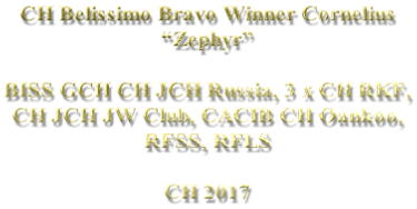 CH Belissimo Bravo Winner Cornelius “Zephyr”  BISS GCH CH JCH Russia, 3 x CH RKF,  CH JCH JW Club, CACIB CH Oankoo,  RFSS, RFLS  CH 2017