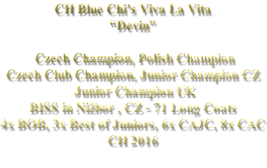 CH Blue Chi’s Viva La Vita “Devin”  	Czech Champion, Polish Champion  Czech Club Champion, Junior Champion CZ  Junior Champion UK  BISS in Nižbor , CZ - 71 Long Coats 4x BOB, 3x Best of Juniors, 6x CAJC, 8x CAC CH 2016