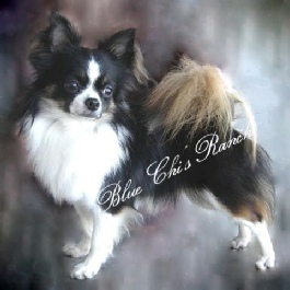 CH Juli's Prince Charles "Charlie"