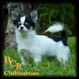 Ch Blue Chi's Hello Kitty