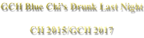 GCH Blue Chi’s Drunk Last Night  CH 2015/GCH 2017