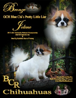 Bronze GCH Blue Chi's Pretty Little Liar "Jolene"