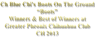 Ch Blue Chi’s Boots On The Ground “Boots” Winners & Best of Winners at Greater Pheonix Chihuahua Club CH 2013