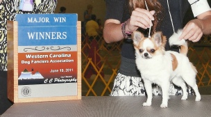 GCH Champion Blue Chi’s Bear Necessities "Smudge"