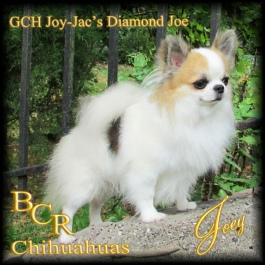 GCH CH Joy-Jac's Diamond Joe "Joey"