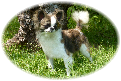 GCH CH Joy-Jac's Diamond Joe "Joey"