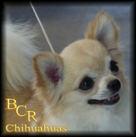 GCH Heaven's Perpetual Bliss "Colby"