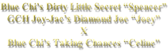 Blue Chi’s Dirty Little Secret “Spencer” GCH Joy-Jac’s Diamond Joe “Joey” X Blue Chi’s Taking Chances “Celine”
