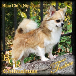 Blue Chi's Nip Tuck "Tucker"