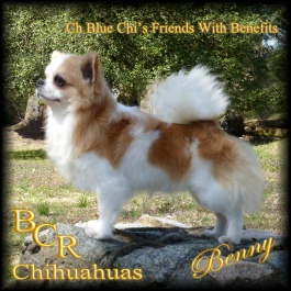 CH Blue Chi's Friends With Benefits "Benny"