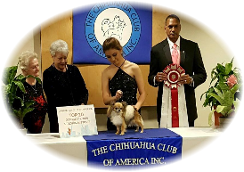 MBISS Silver GCH Blue Chi's Topsy Turvy "Tipsy"