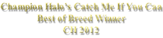 Champion Halo’s Catch Me If You Can Best of Breed Winner CH 2012